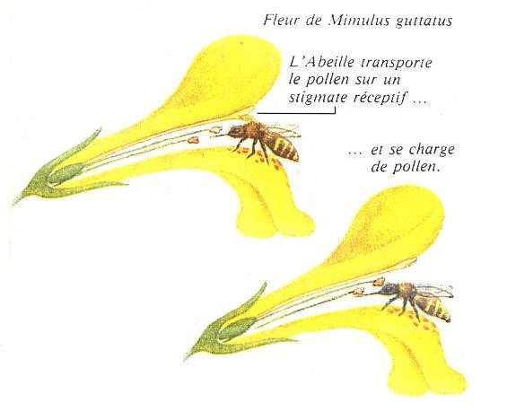L'abeille transporte le pollen sur un stigmate réceptif ... et se charge de pollen
